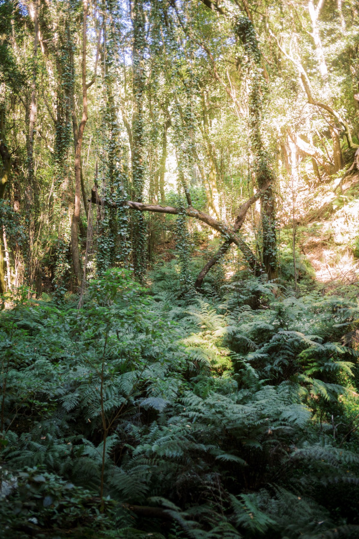 Tall trees above a carpet of ferns