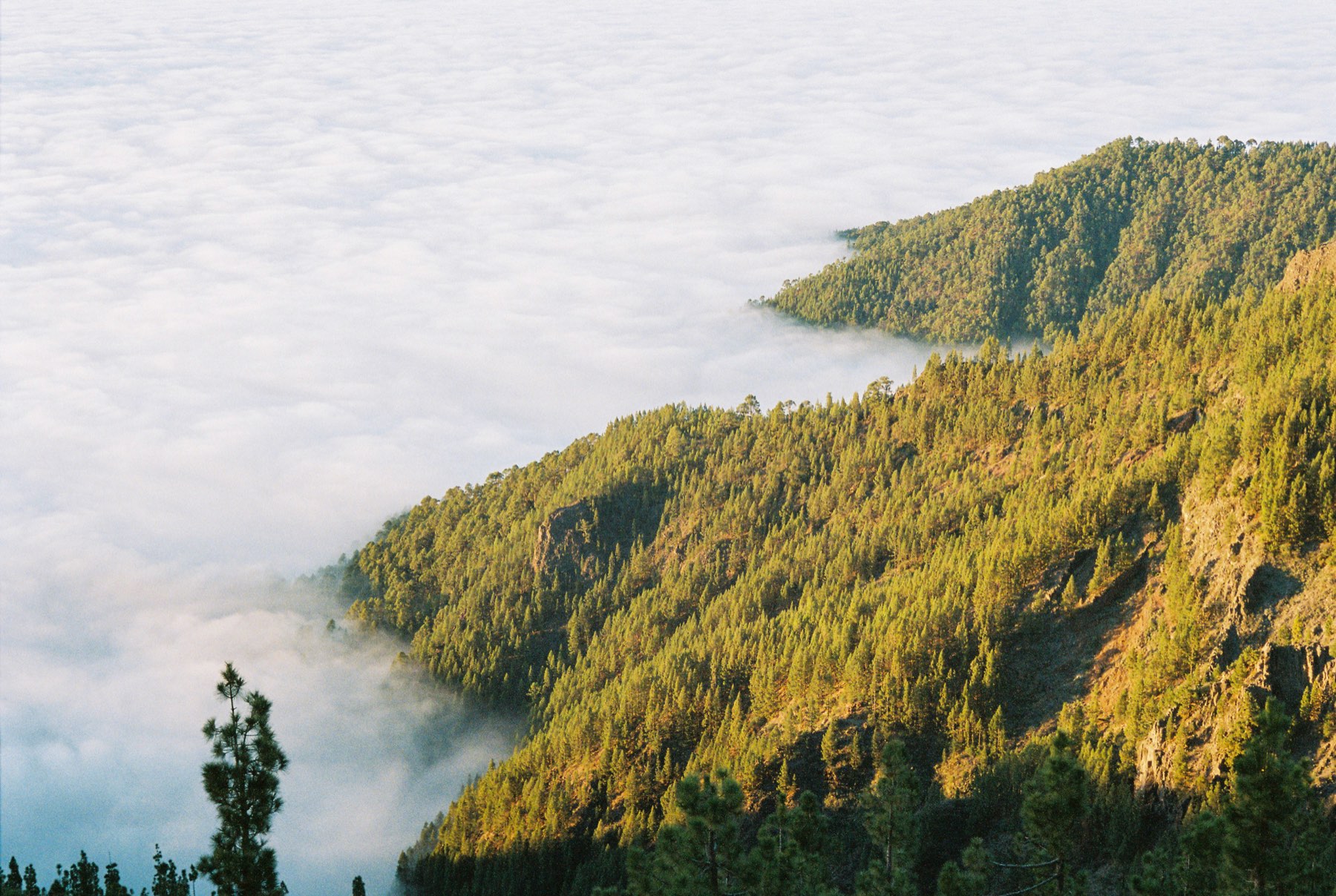 Pine-covered ridges rising out of a sea of clouds